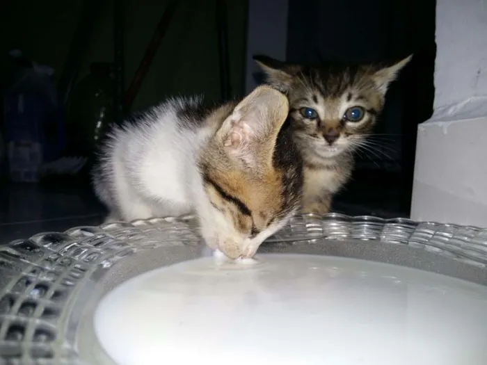 Gato ra a Indefinida idade Abaixo de 2 meses nome Gatinhos filhote