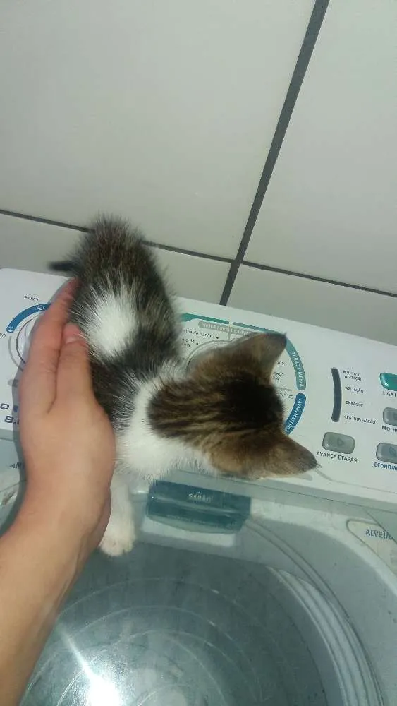 Gato ra a Indefinida idade Abaixo de 2 meses nome Gatinhos filhote