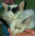Gatinhos filhote