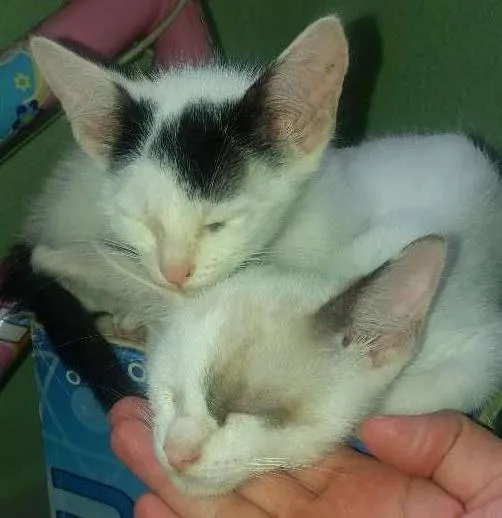 Gato ra a Indefinida idade Abaixo de 2 meses nome Gatinhos filhote