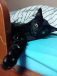 Pretinha