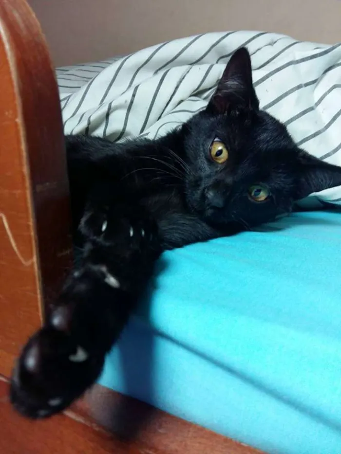 Gato ra a SRD idade 2 a 6 meses nome Pretinha