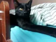 Pretinha