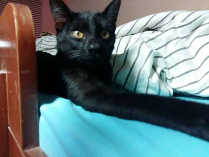 Gato ra a SRD idade 2 a 6 meses nome Pretinha