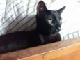 Pretinha