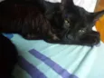 Pretinha