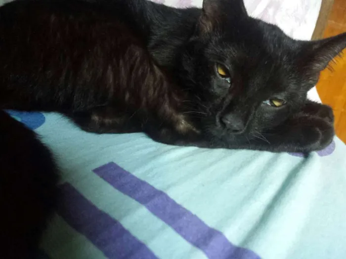 Gato ra a SRD idade 2 a 6 meses nome Pretinha