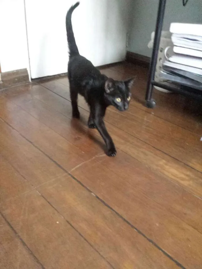 Gato ra a SRD idade 2 a 6 meses nome Pretinha