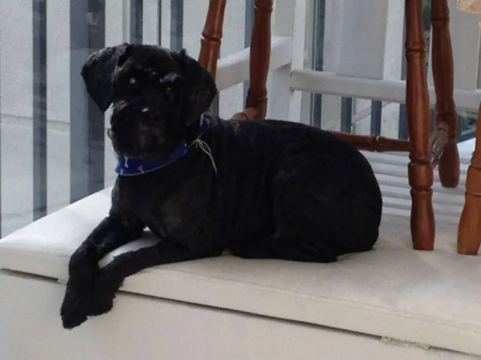 Cachorro ra a vira lata  idade 6 ou mais anos nome Desconhecido 