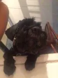 Desconhecido 
