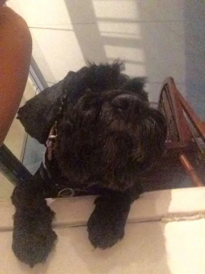 Cachorro ra a vira lata  idade 6 ou mais anos nome Desconhecido 