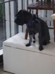 Desconhecido 