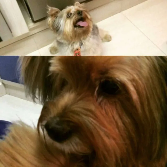 Cachorro raça Yorkshire idade 6 ou mais anos nome Bubu e Loli