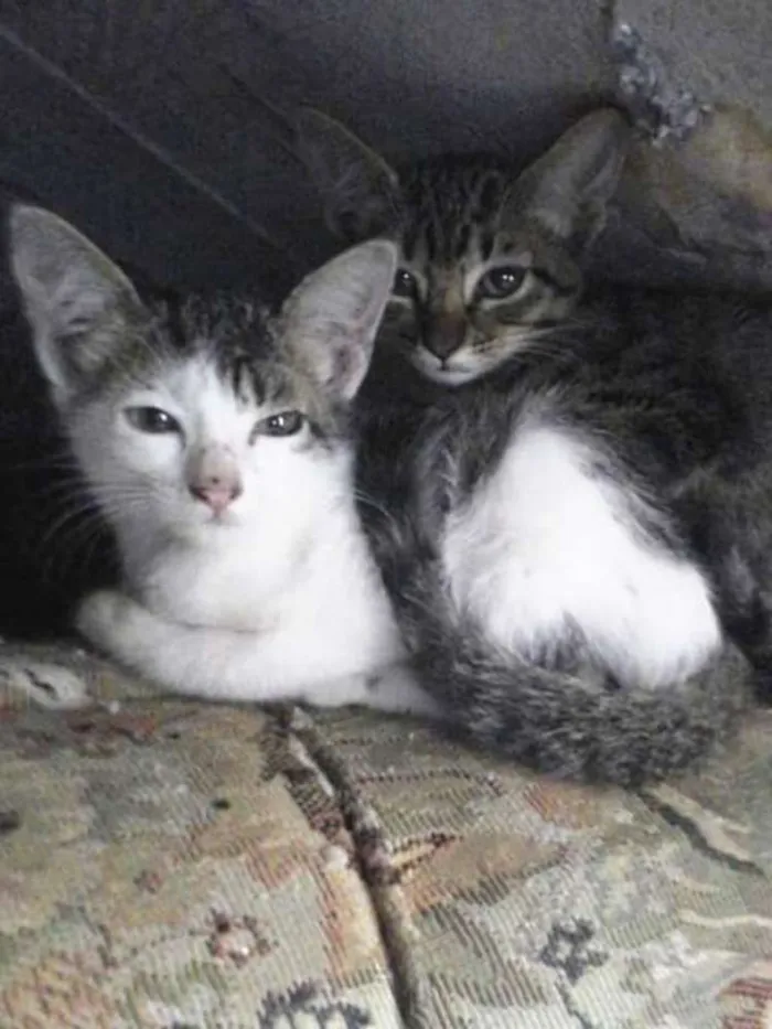 Gato ra a SRD idade Abaixo de 2 meses nome Sem Nome
