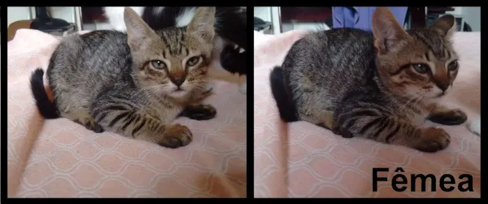 Gato ra a  idade Abaixo de 2 meses nome Gatinhos