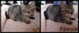 Gatinhos