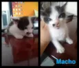 Gatinhos