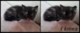 Gatinhos