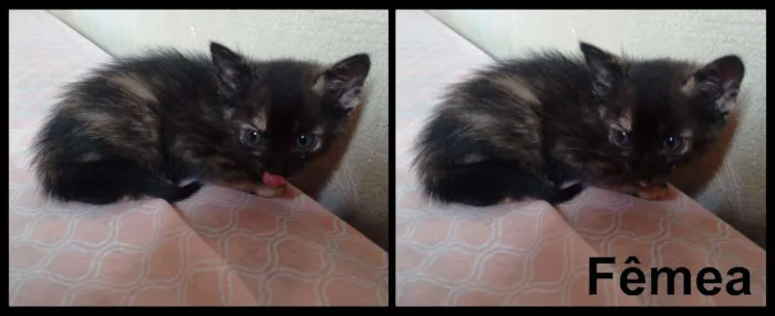 Gato ra a  idade Abaixo de 2 meses nome Gatinhos