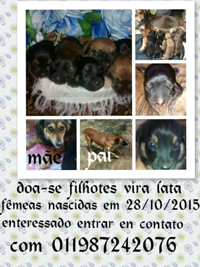 Cachorro ra a vira lata idade Abaixo de 2 meses nome sem