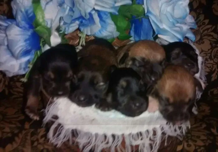 Cachorro ra a vira lata idade Abaixo de 2 meses nome sem
