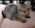 Gatinhos