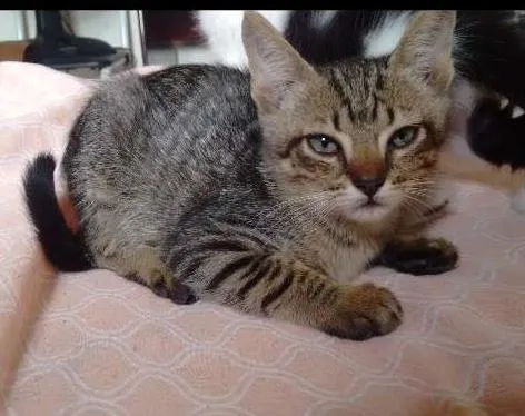 Gato ra a  idade Abaixo de 2 meses nome Gatinhos