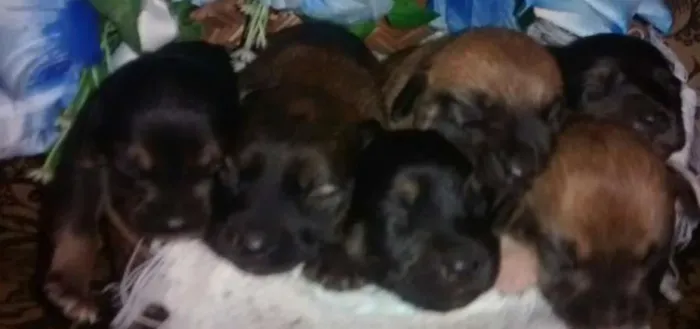 Cachorro ra a vira lata idade Abaixo de 2 meses nome sem
