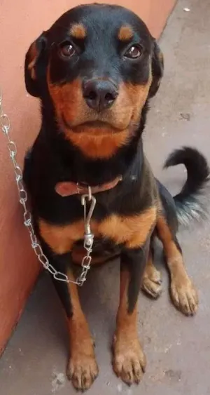 Cachorro raça Rottiweler idade 7 a 11 meses nome Thor/Madona