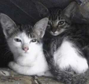 Gato raça SRD idade Abaixo de 2 meses nome Sem Nome