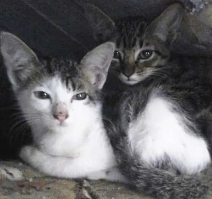 Gato ra a SRD idade Abaixo de 2 meses nome Sem Nome