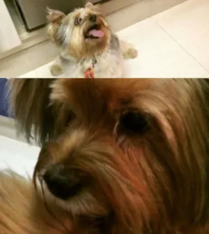 Cachorro raça Yorkshire idade 6 ou mais anos nome Bubu e Loli