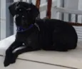 Desconhecido 