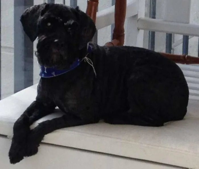 Cachorro ra a vira lata  idade 6 ou mais anos nome Desconhecido 