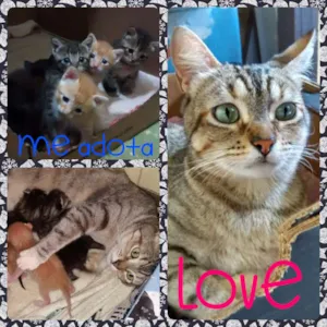 Gato raça sem raça idade Abaixo de 2 meses nome sem nome