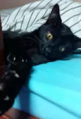 Pretinha
