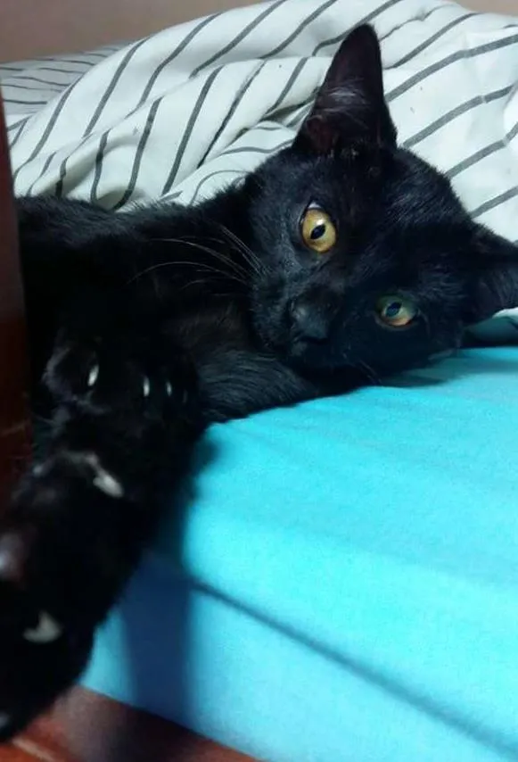 Gato ra a SRD idade 2 a 6 meses nome Pretinha
