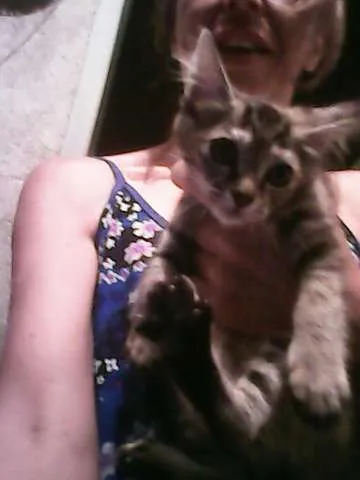 Gato ra a vira lata idade 2 a 6 meses nome mimi