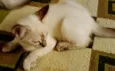 mimi