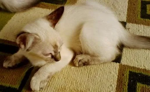 Gato ra a vira lata idade 2 a 6 meses nome mimi