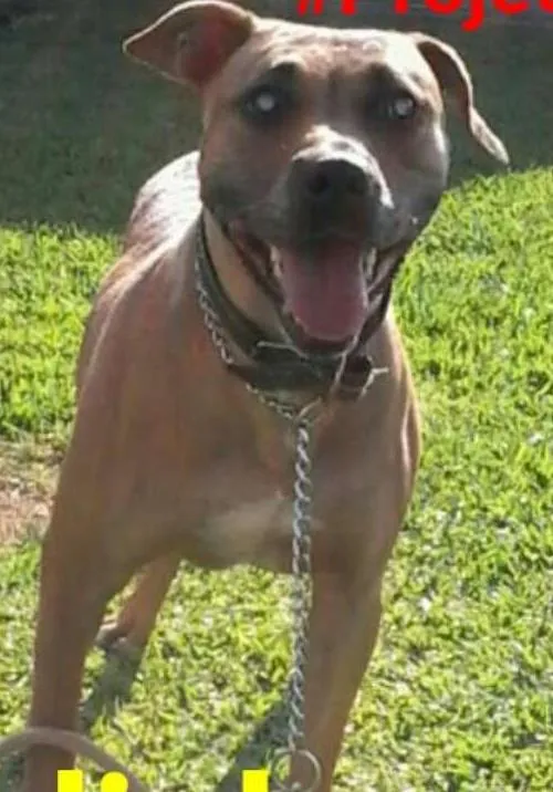 Cachorro ra a Pit-Bull idade 6 ou mais anos nome Lindinha