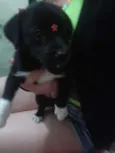Pretinha