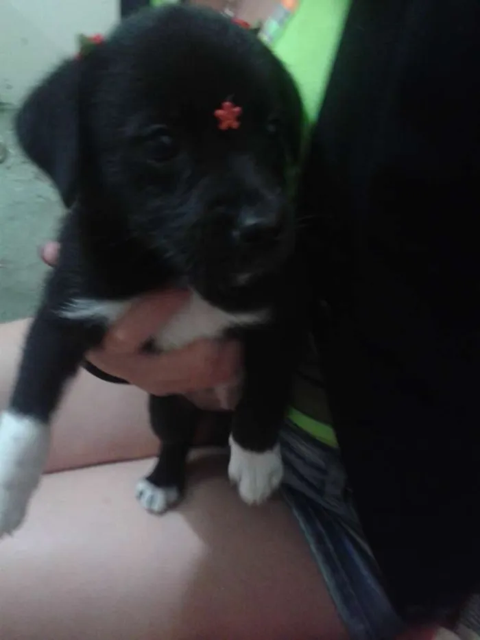 Cachorro ra a Indefinida idade 2 a 6 meses nome Pretinha
