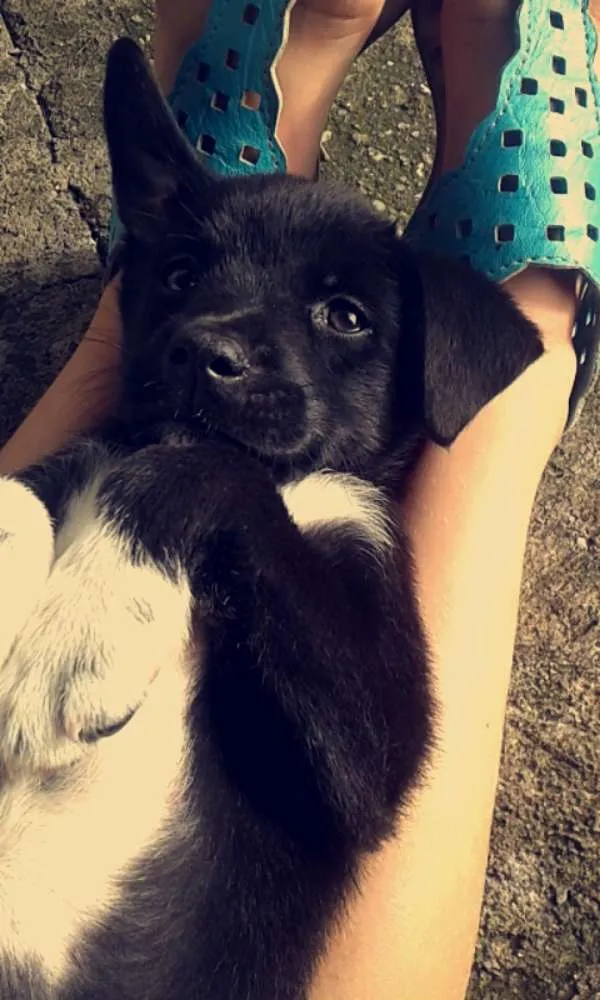 Cachorro ra a Indefinida idade 2 a 6 meses nome Pretinha