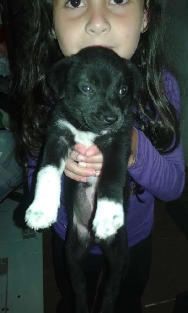 Cachorro ra a Indefinida idade 2 a 6 meses nome Pretinha