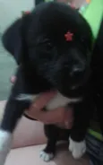 Pretinha