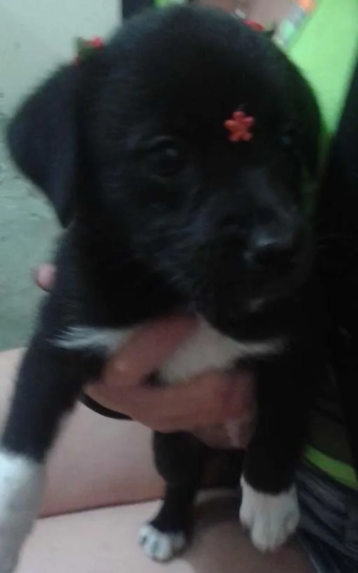 Cachorro ra a Indefinida idade 2 a 6 meses nome Pretinha