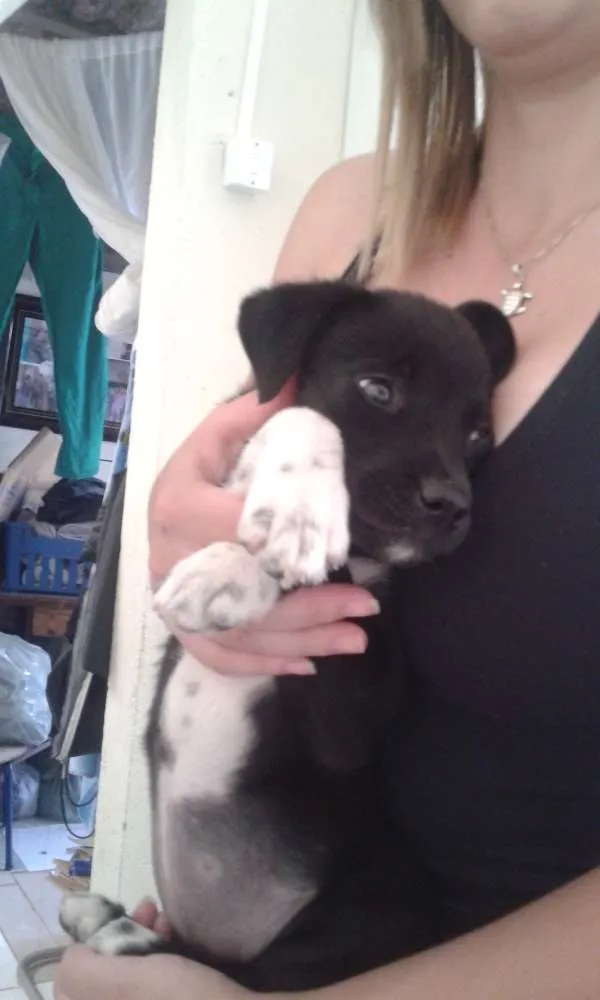 Cachorro ra a Indefinida idade 2 a 6 meses nome Pretinha