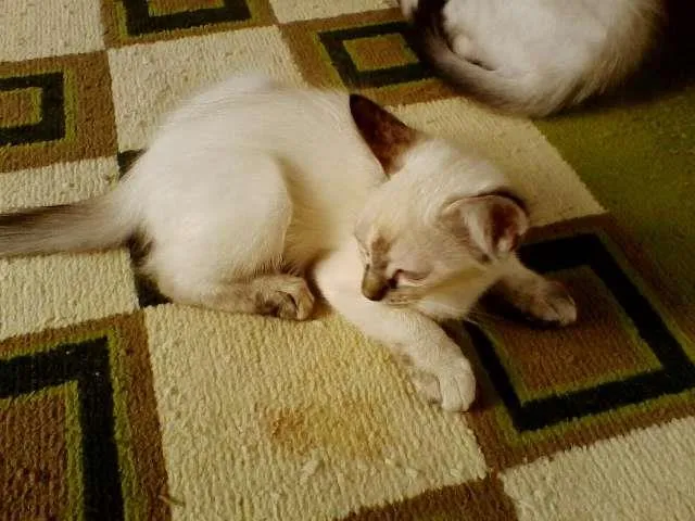 Gato ra a viralata idade 2 a 6 meses nome NINA