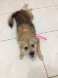 Raposinha